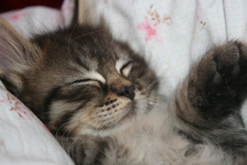 sleeping tabby kitten