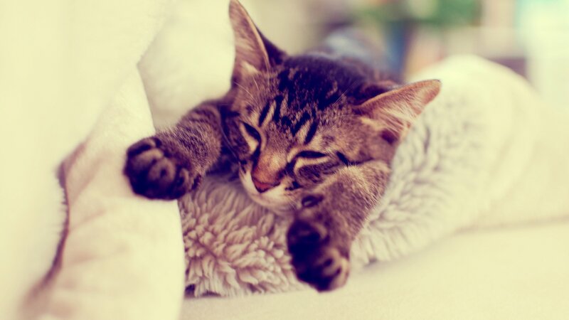 sleeping tabby kitten
