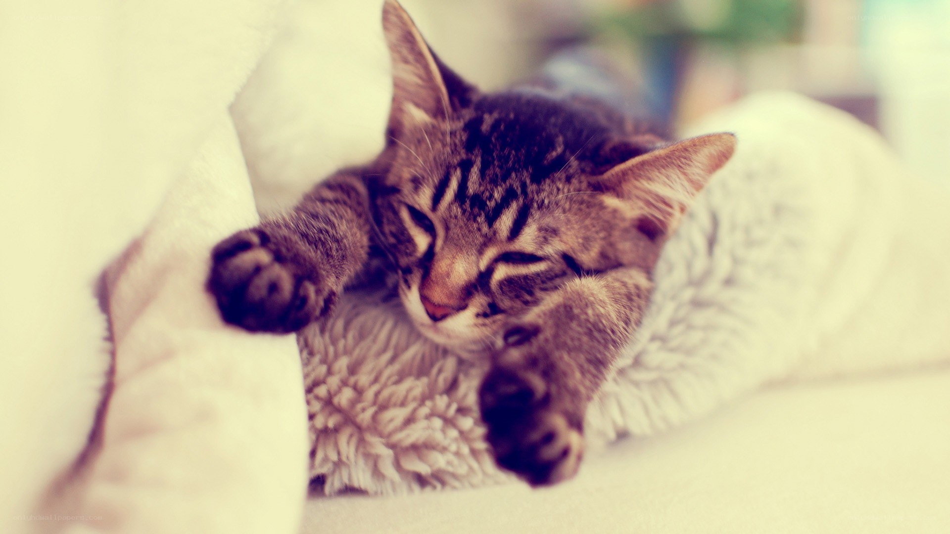 sleeping tabby kitten