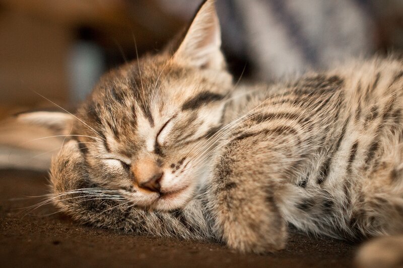 Sleeping tabby kitten