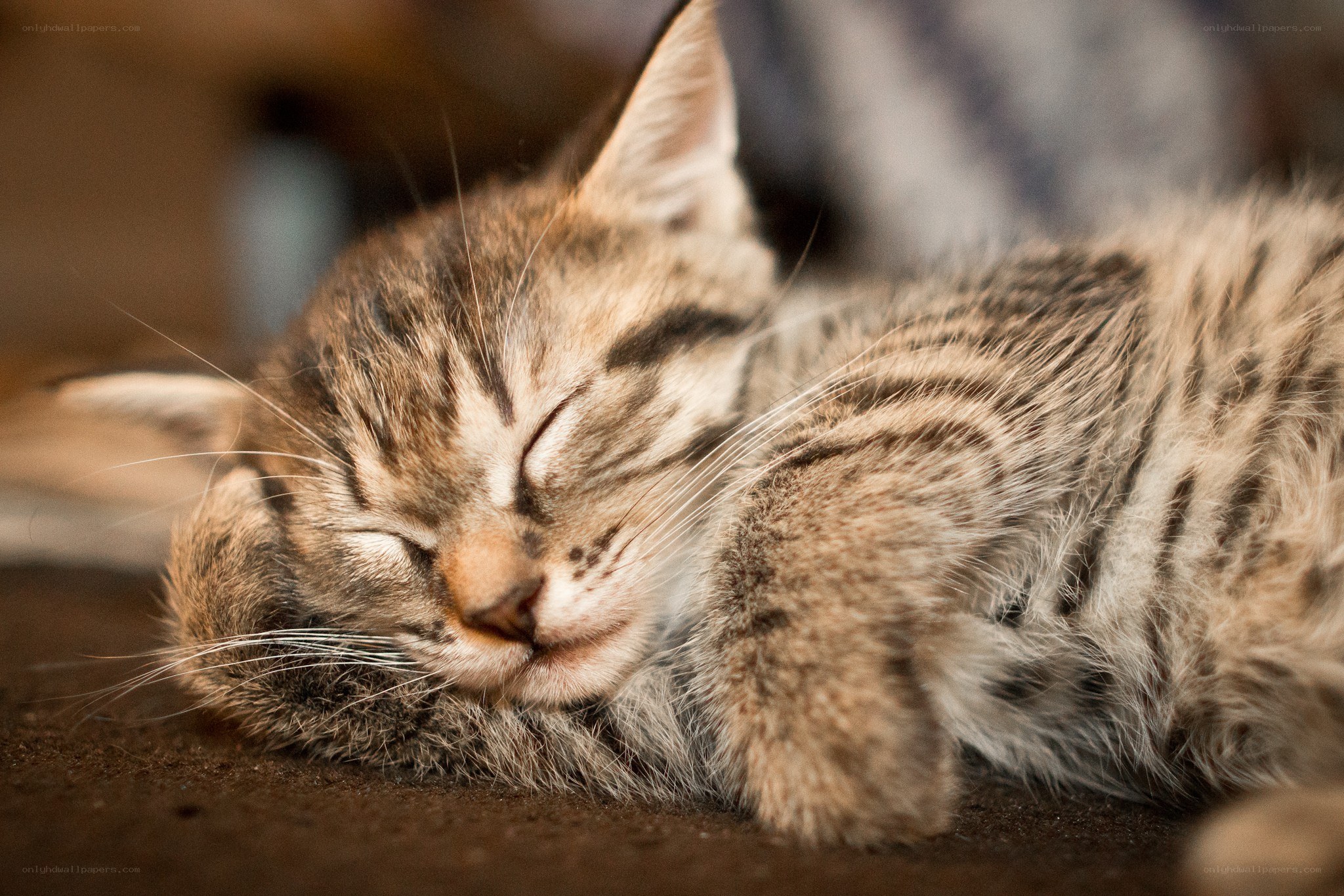 Sleeping tabby kitten
