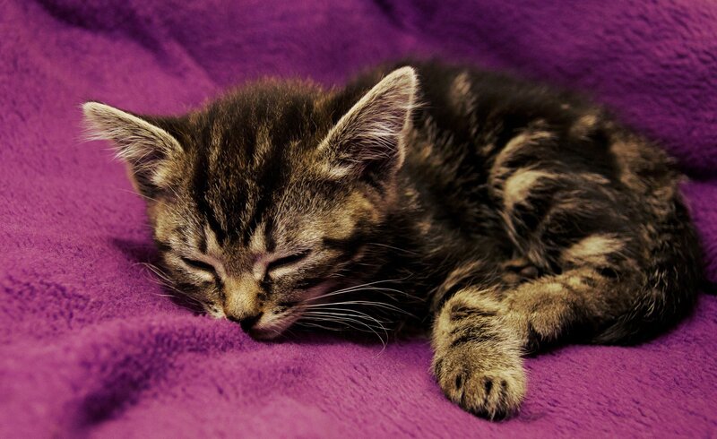 Sleeping tabby kitten