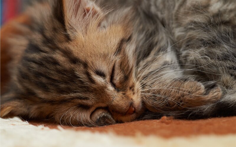 sleeping tabby kitten