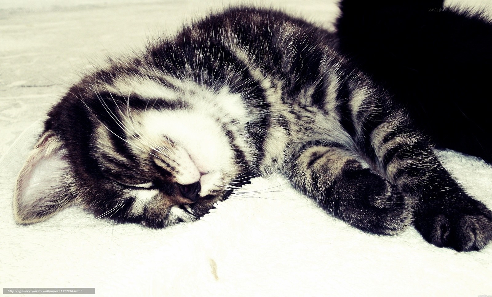 Sleeping tabby kitten