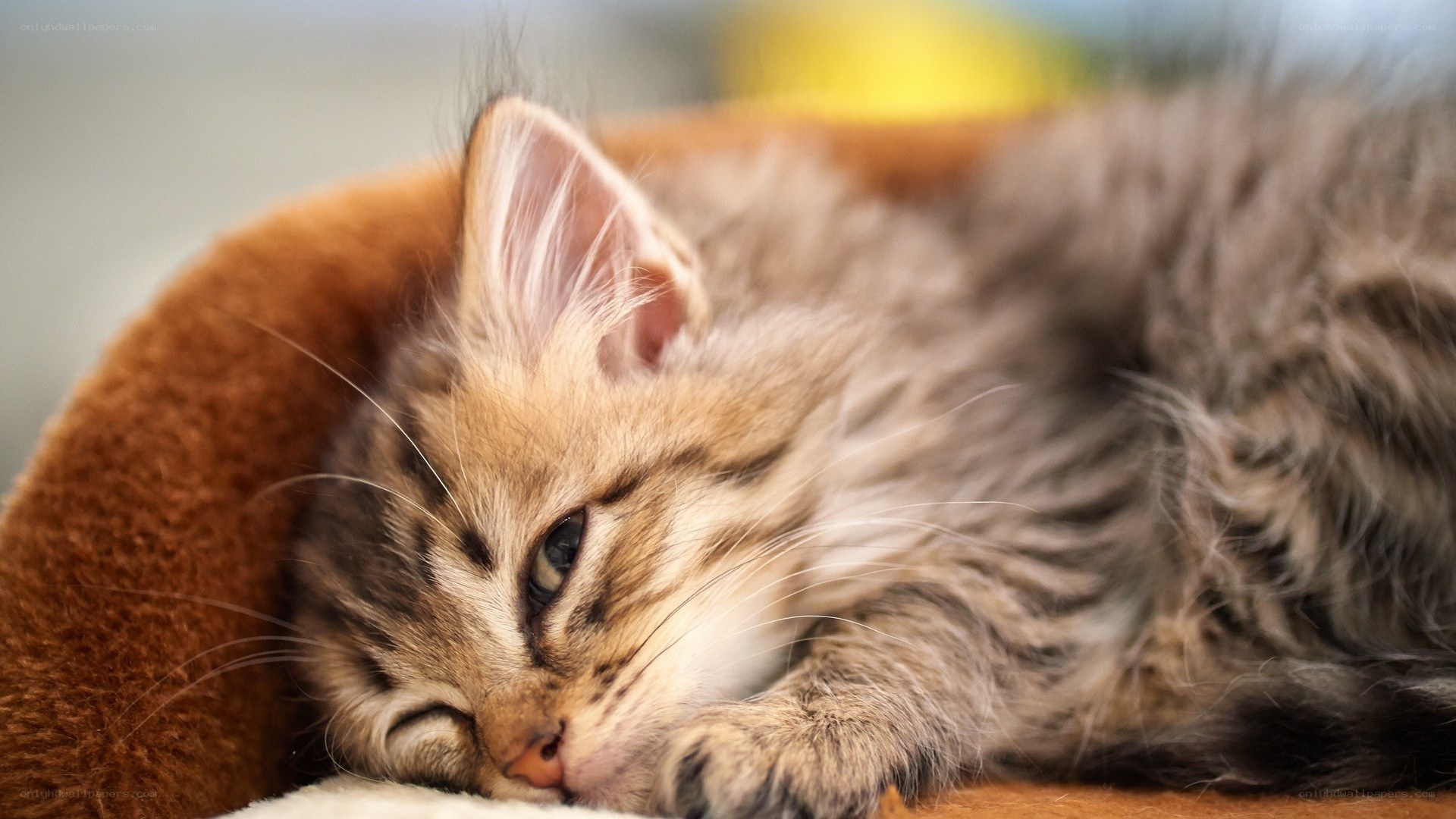 sleeping tabby kitten