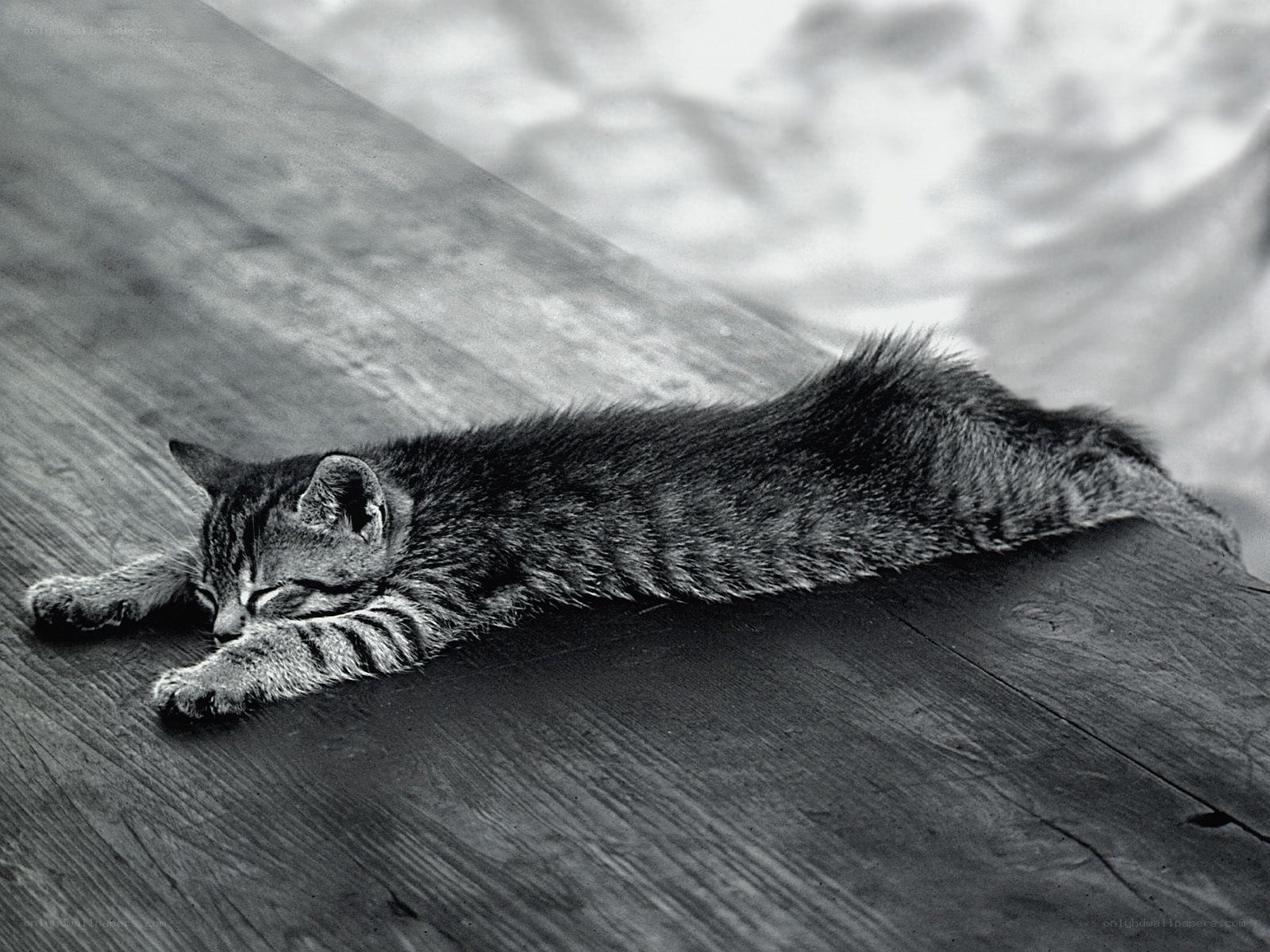 Sleeping tabby kitten