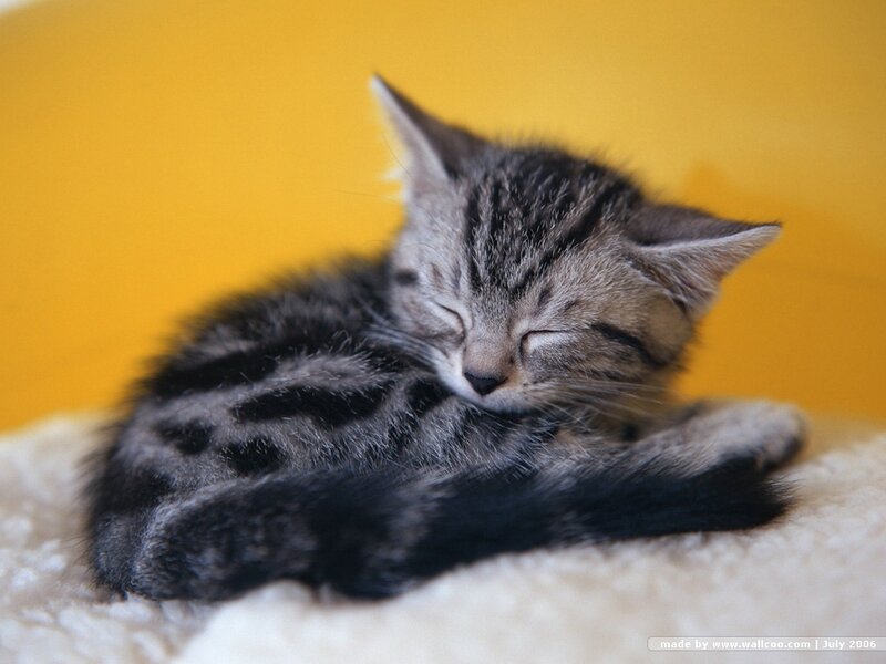 Sleeping tabby kitten