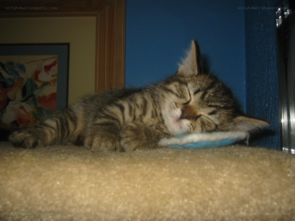Sleeping tabby kitten