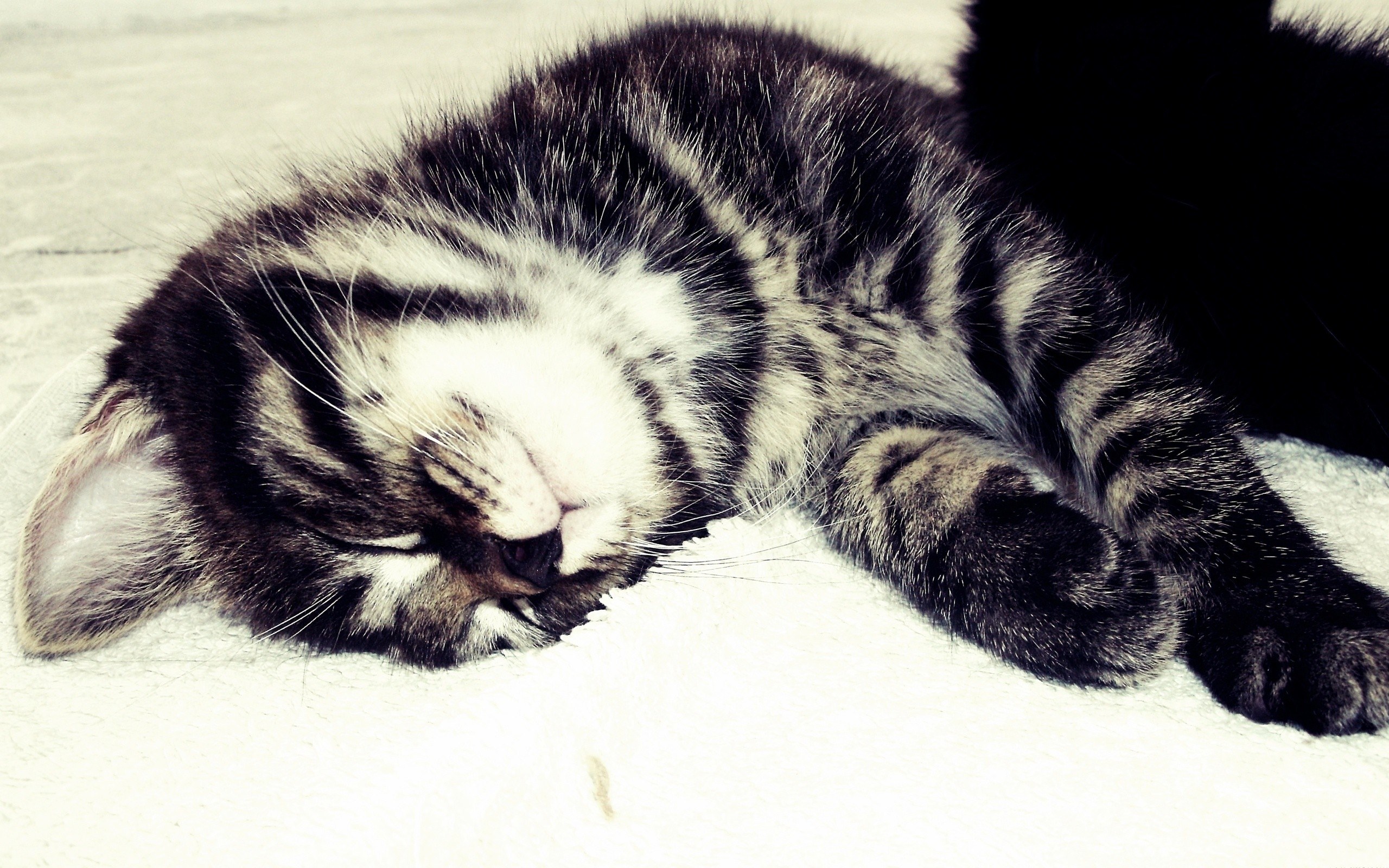 Sleeping tabby kitten