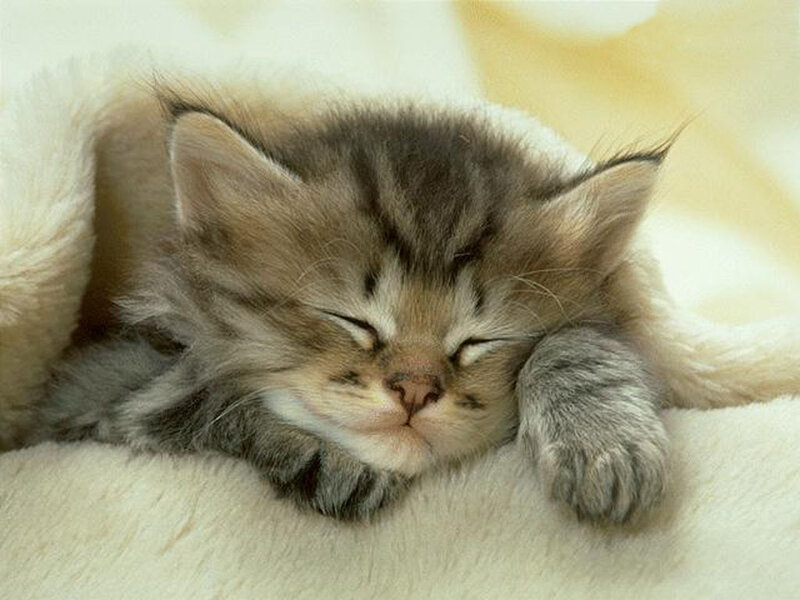 Sleeping tabby kitten