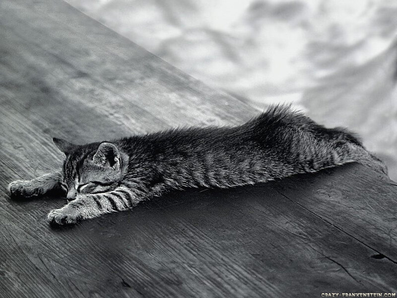 Sleeping tabby kitten