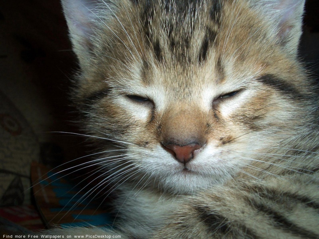 sleeping tabby kitten