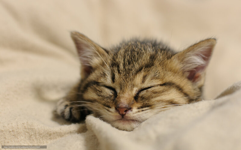 Sleeping Tabby Kitten — Beige, Peaceful