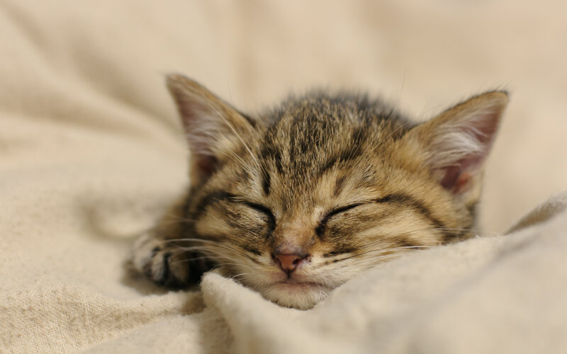Sleeping Tabby Kitten — Beige