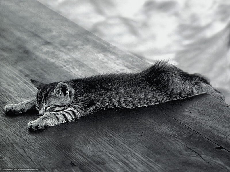 Sleeping Tabby Kitten — Black, Calm, Photograph