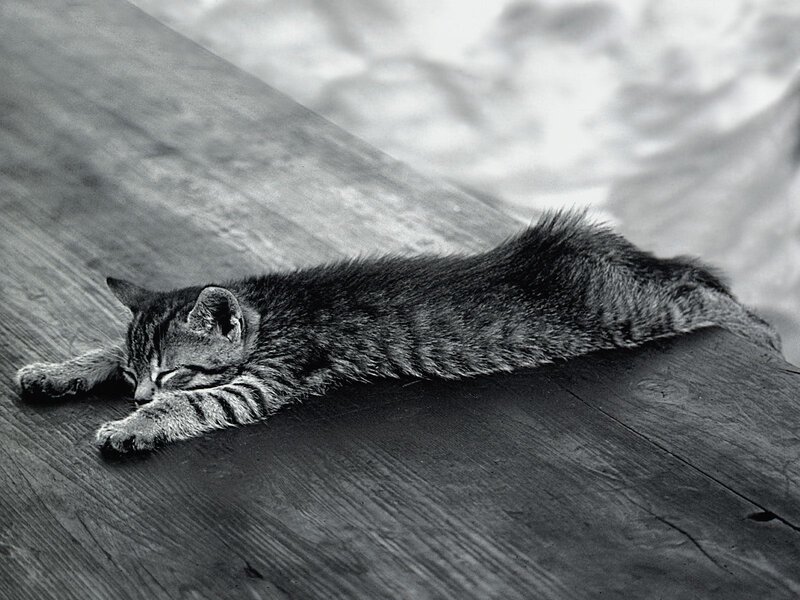 Sleeping Tabby Kitten — Black, Calm, Photograph, Wooden Surface