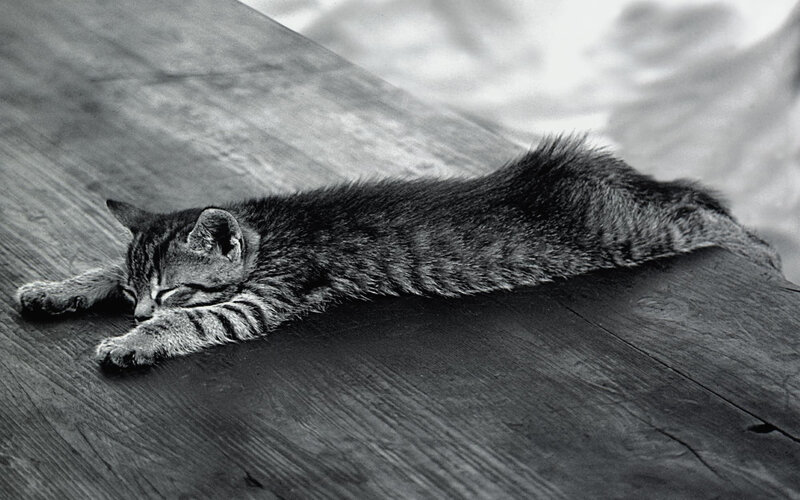 Sleeping Tabby Kitten — Black, Calm, Photograph, Wooden Surface, White