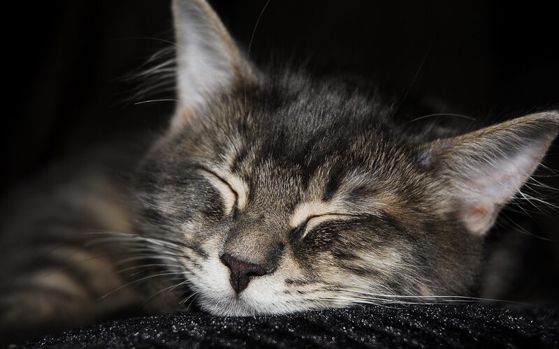 Sleeping Tabby Kitten — Black, Peaceful, Night