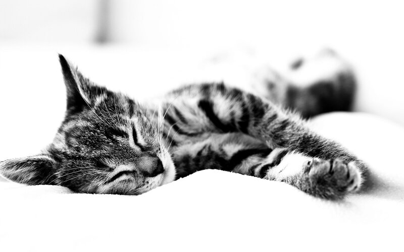 Sleeping Tabby Kitten — Black, Peaceful, Photograph, Bed