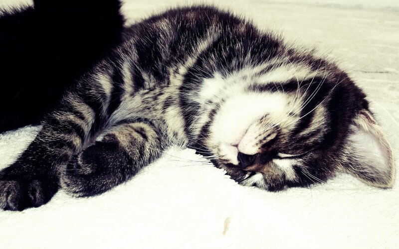 Sleeping Tabby Kitten — Black, Peaceful, Photograph, Blanket