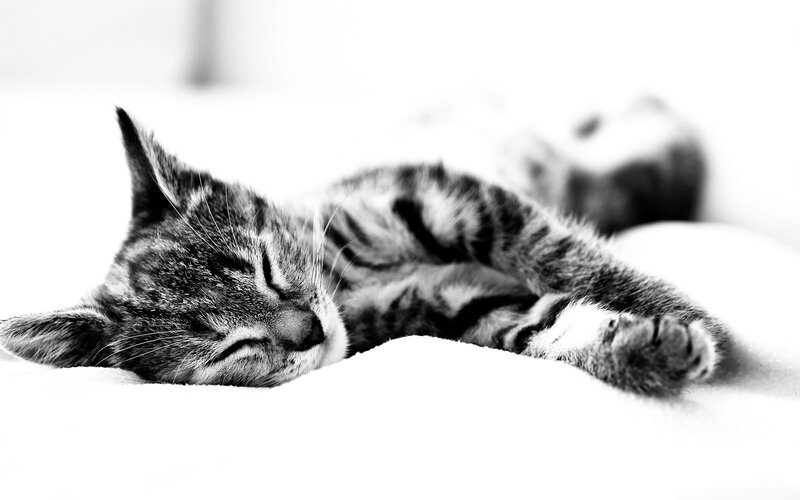 Sleeping Tabby Kitten — Black, Peaceful, Photograph, Cat, Bed