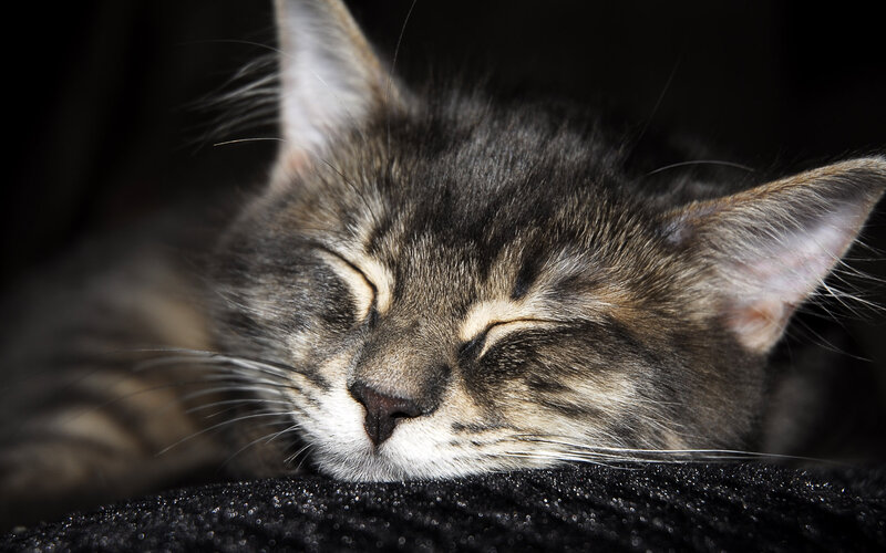 Sleeping Tabby Kitten — Black, Peaceful, Photograph, Cat