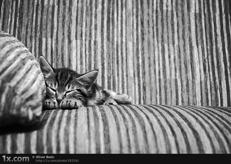 Sleeping Tabby Kitten — Black, Peaceful, Photograph, Couch, Pillow