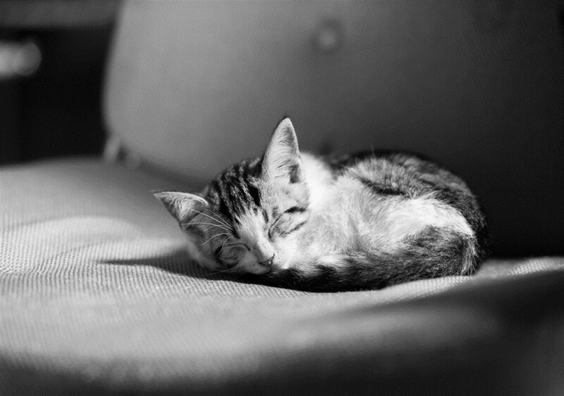 Sleeping Tabby Kitten — Black, Peaceful, Photograph, Couch