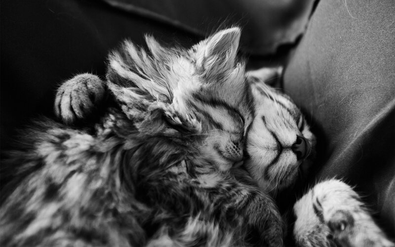 Sleeping Tabby Kitten — Black, Peaceful, Photograph, Cushion
