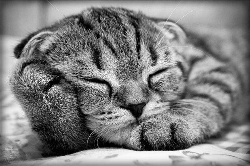 Sleeping Tabby Kitten — Black, Peaceful, Photograph