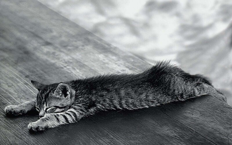 Sleeping Tabby Kitten — Black, Peaceful, Photograph, Wooden Surface