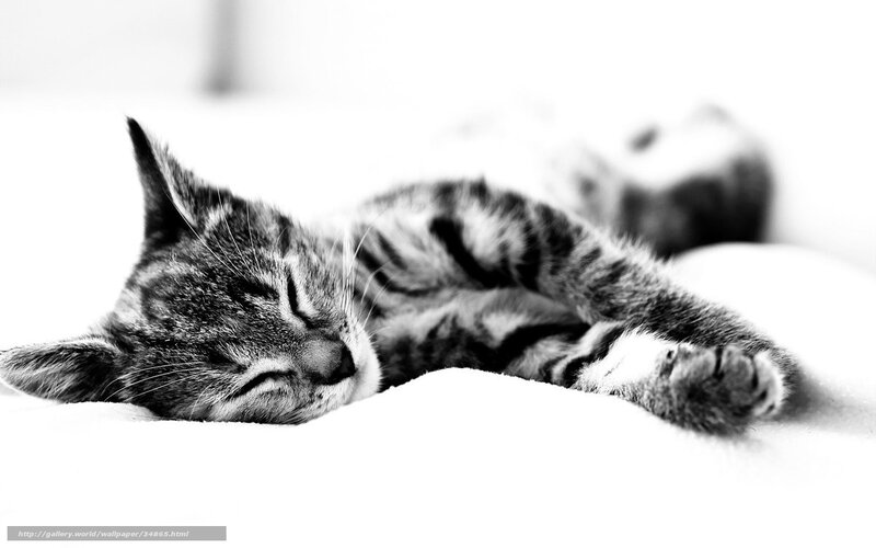 Sleeping Tabby Kitten — Black, Peaceful