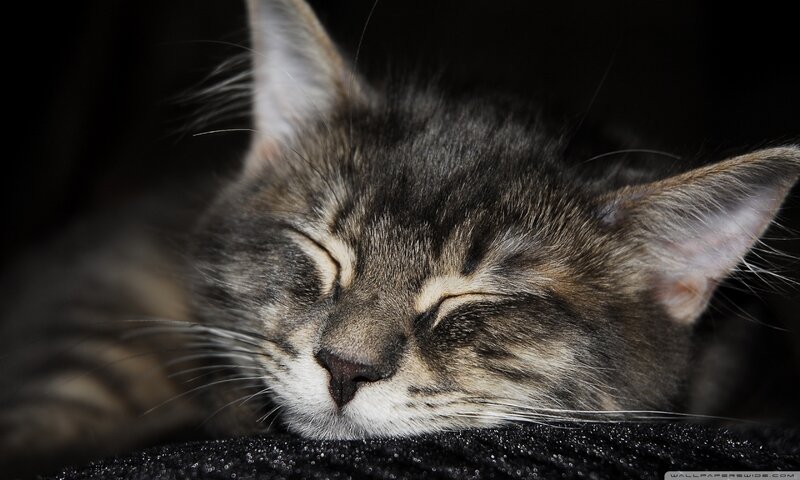 Sleeping Tabby Kitten — Black