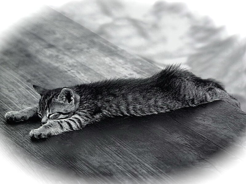 Sleeping Tabby Kitten — Black, Wooden Surface