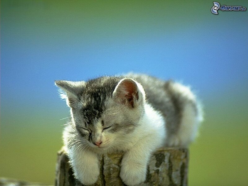Sleeping Tabby Kitten — Blue, Peaceful, Afternoon