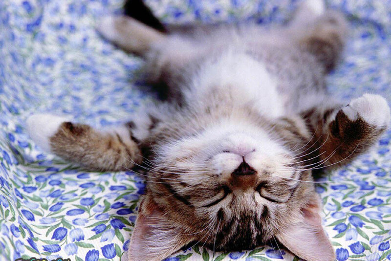 Sleeping Tabby Kitten — Blue, Peaceful, Photograph, Blanket