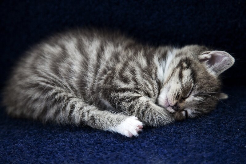 Sleeping Tabby Kitten — Blue, Peaceful, Photograph, Carpet