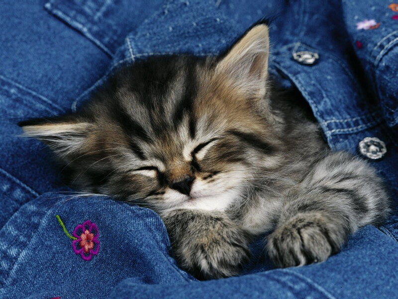 Sleeping Tabby Kitten — Blue, Peaceful, Photograph, Denim Jacket