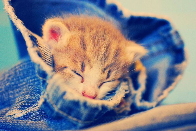 Sleeping Tabby Kitten — Blue, Peaceful, Photograph, Jeans