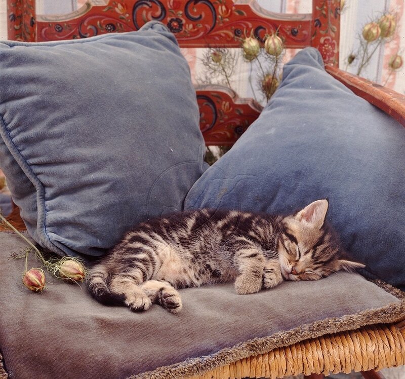 Sleeping Tabby Kitten — Blue, Peaceful, Photograph, Pillows