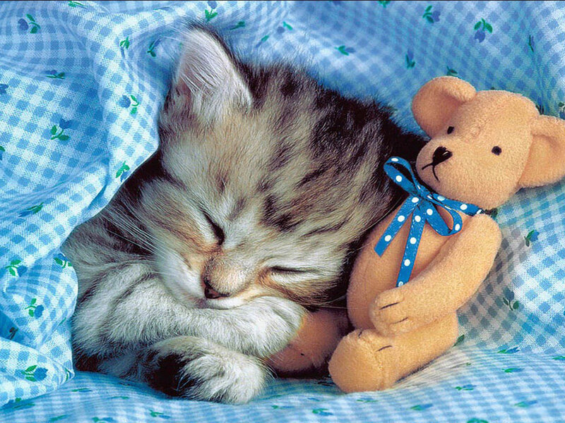 Sleeping Tabby Kitten — Blue, Peaceful, Photograph, Teddy Bear, Blanket