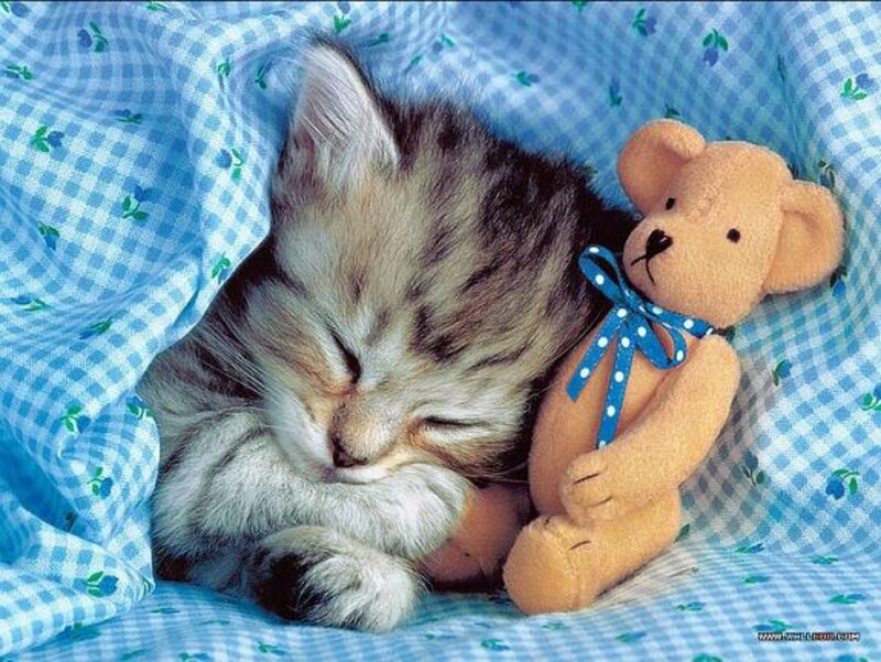 Sleeping Tabby Kitten — Blue, Peaceful, Photograph, Teddy Bear, Blanket, White, Brown