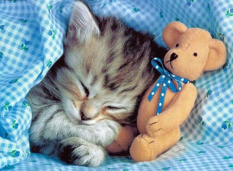 Sleeping Tabby Kitten — Blue, Peaceful, Photograph, Teddy Bear, Blanket, White