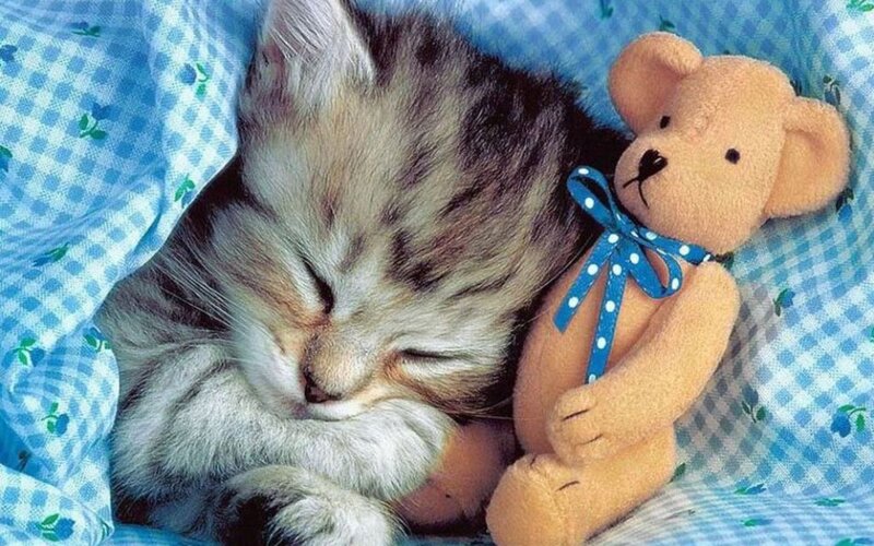 Sleeping Tabby Kitten — Blue, Peaceful, Photograph, Teddy Bear