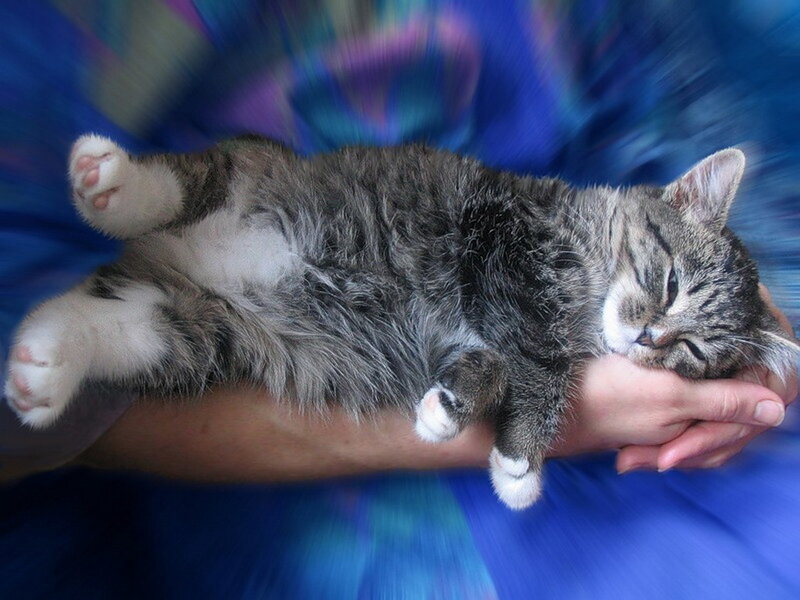 Sleeping Tabby Kitten — Blue, Peaceful, Photograph