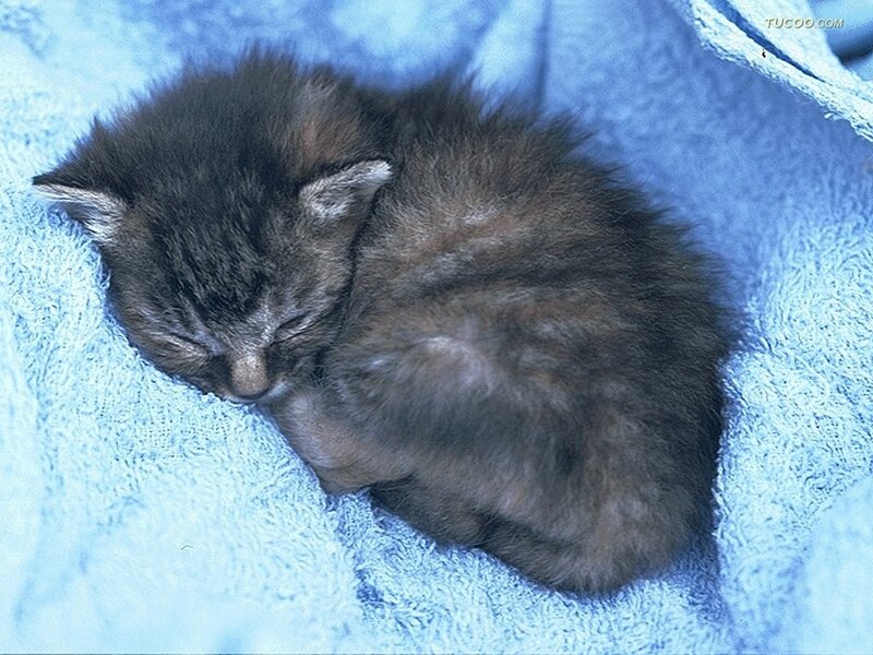 Sleeping Tabby Kitten — Blue, Peaceful, Photograph, Towel