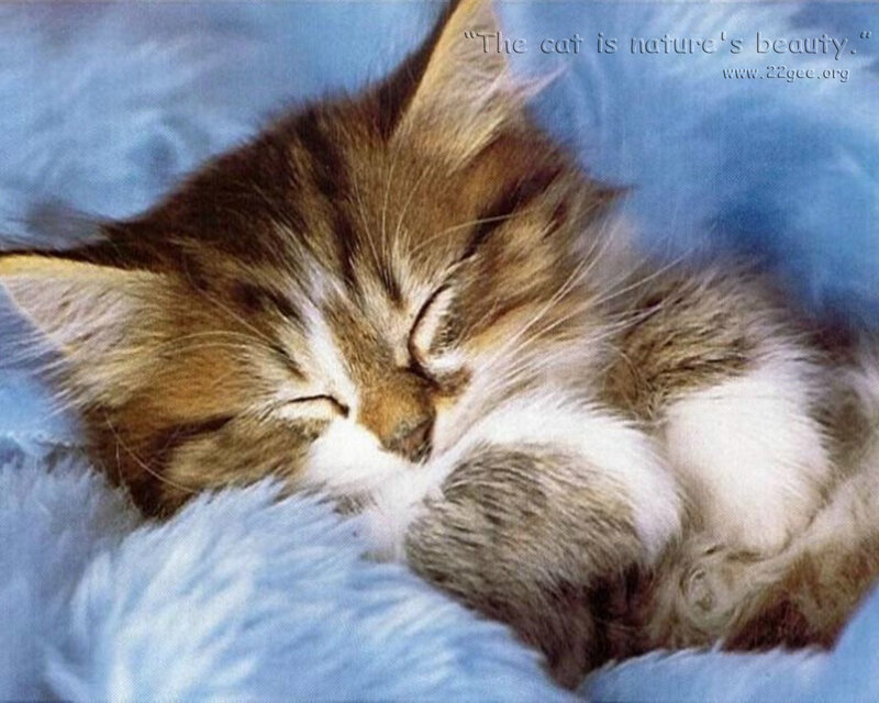 Sleeping Tabby Kitten — Blue, Peaceful