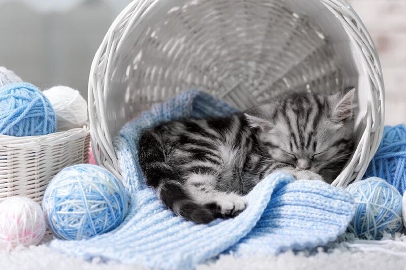 Sleeping Tabby Kitten — Blue, Serene
