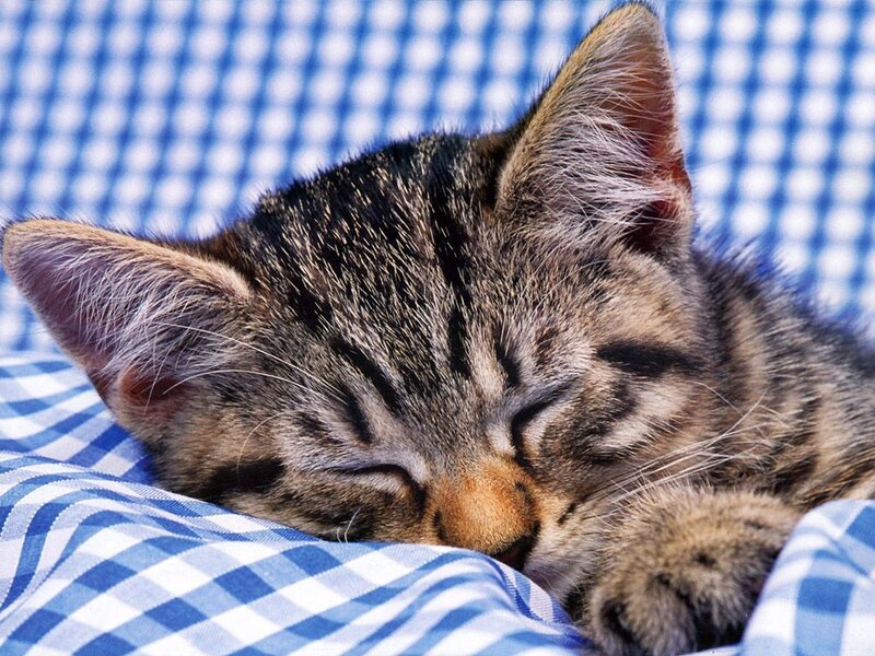 Sleeping Tabby Kitten — Blue