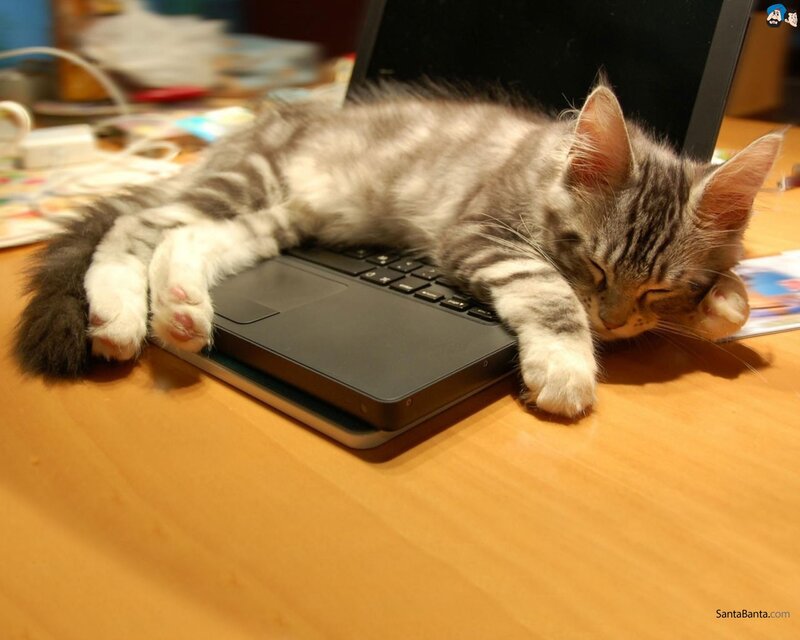 Sleeping Tabby Kitten — Brown, Calm, Night